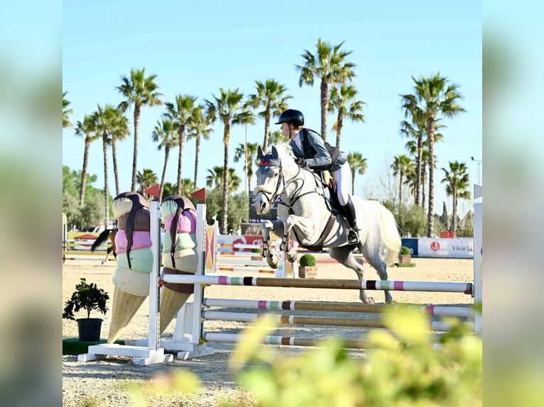 Swedish Warmblood Gelding 14 years 16,2 hh Grey in Warszawa