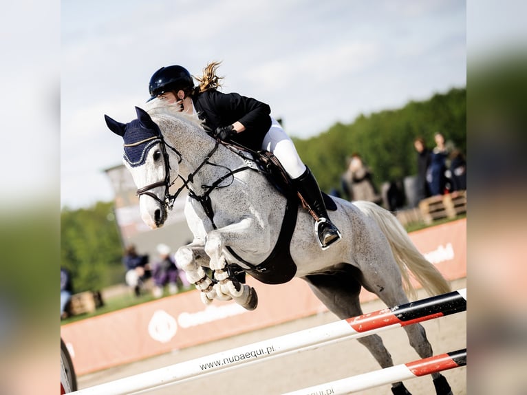 Swedish Warmblood Gelding 14 years 16,2 hh Grey in Warszawa