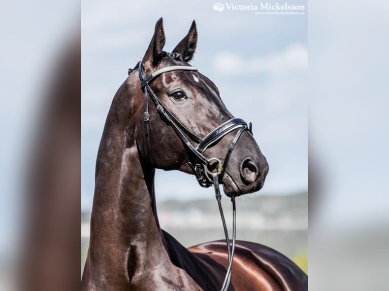 Swedish Warmblood Gelding 14 years 17 hh Black in Leksand