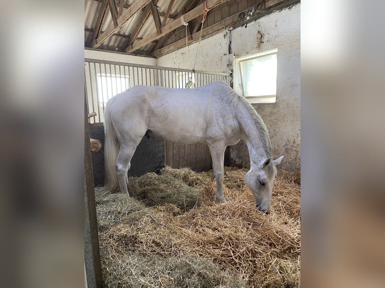 Swedish Warmblood Gelding 14 years 18 hh Grey in Simmershofen
