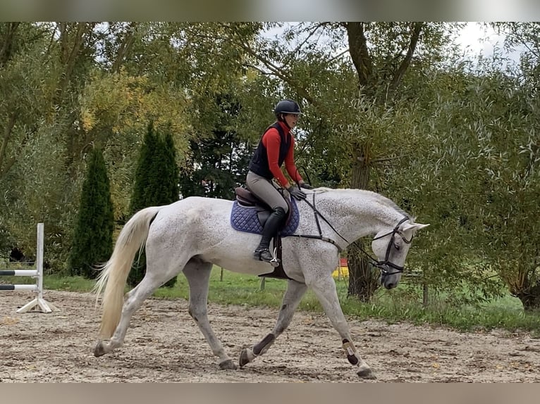 Swedish Warmblood Gelding 14 years 18 hh Grey in Simmershofen