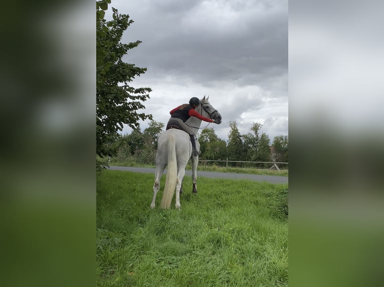 Swedish Warmblood Gelding 14 years 18 hh Grey in Simmershofen