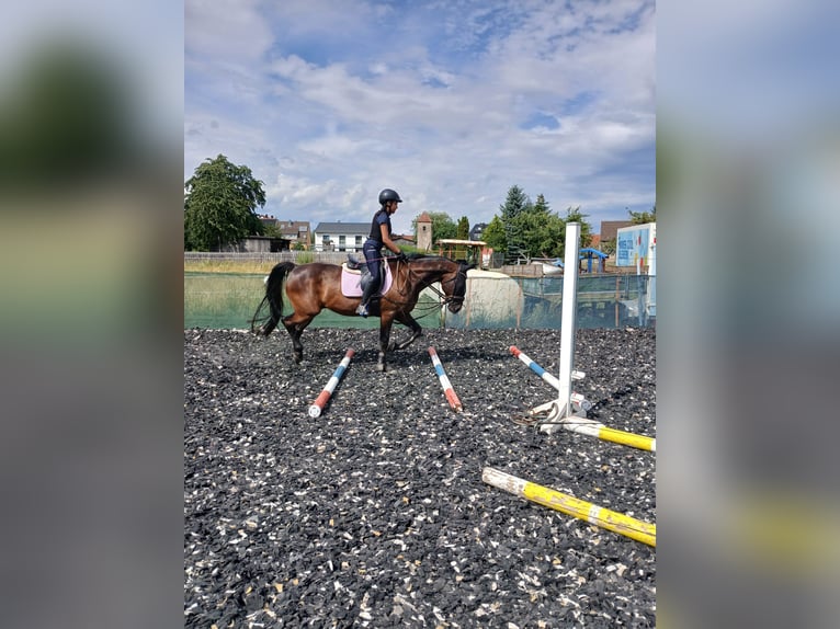 Swedish Warmblood Gelding 15 years 15.2 hh Bay-Dark in Bergrheinfeld