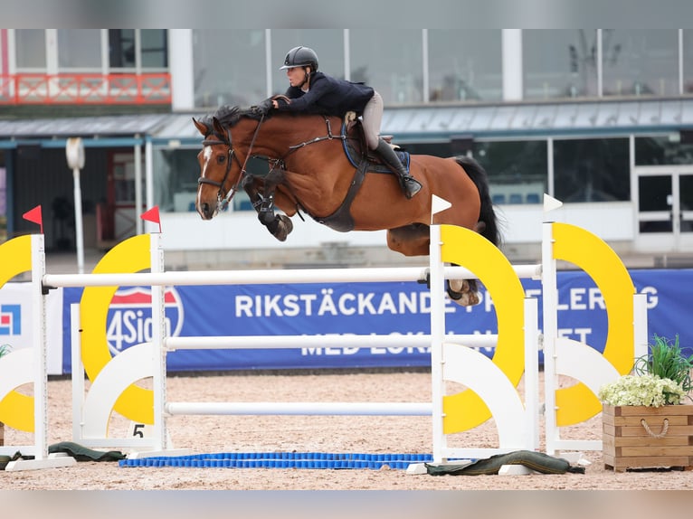 Swedish Warmblood Gelding 15 years 17 hh Brown in Ljungby