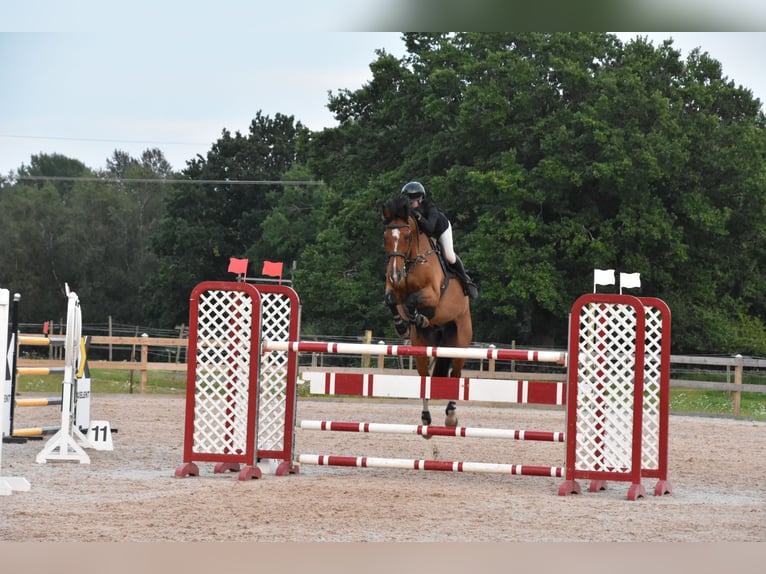 Swedish Warmblood Gelding 15 years 17 hh Brown in Ljungby