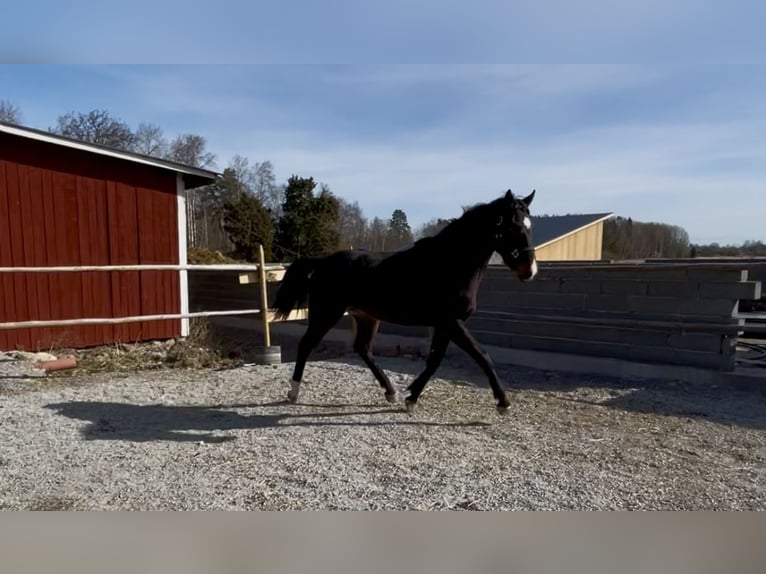 Swedish Warmblood Gelding 2 years 16,2 hh Bay-Dark in Örebro