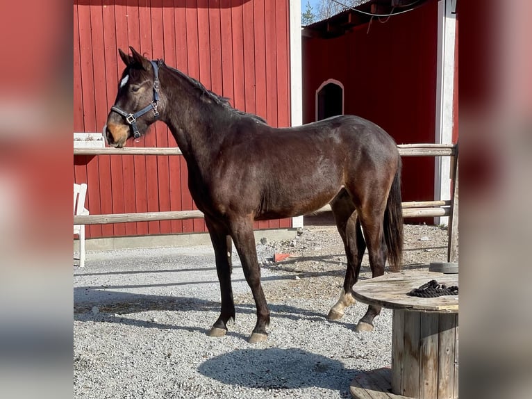 Swedish Warmblood Gelding 2 years 16,2 hh Bay-Dark in Örebro