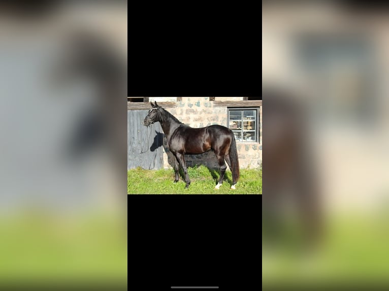 Swedish Warmblood Gelding 3 years 16,3 hh Black in Avesta