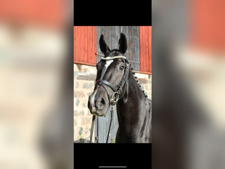 Swedish Warmblood Gelding 3 years 16,3 hh Black in Avesta