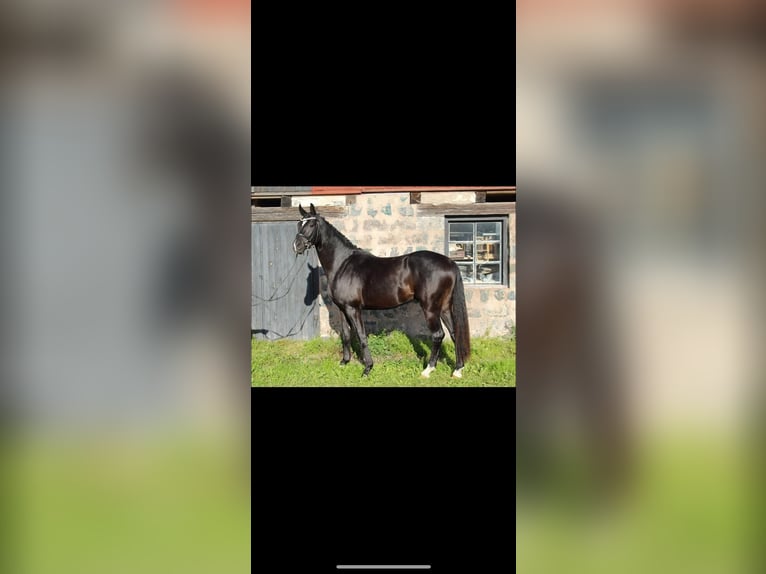 Swedish Warmblood Gelding 3 years 16,3 hh Black in Avesta