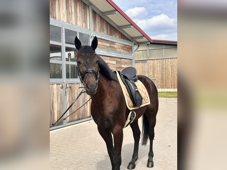 Swedish Warmblood Mix Gelding 4 years 15.2 hh Bay-Dark in Leipzig