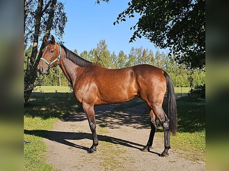 Swedish Warmblood Mix Gelding 5 years 15,3 hh Bay-Dark in Leipzig