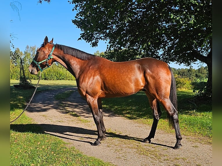 Swedish Warmblood Mix Gelding 5 years 15,3 hh Bay-Dark in Leipzig