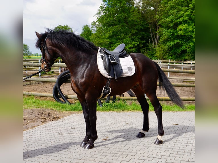Swedish Warmblood Mix Gelding 5 years 16.1 hh Bay-Dark in Leipzig