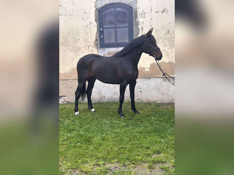 Swedish Warmblood Mix Gelding 5 years 16.1 hh Bay-Dark in Leipzig