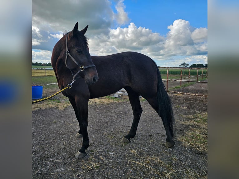 Swedish Warmblood Mix Gelding 5 years 16 hh Bay-Dark in Leipzig