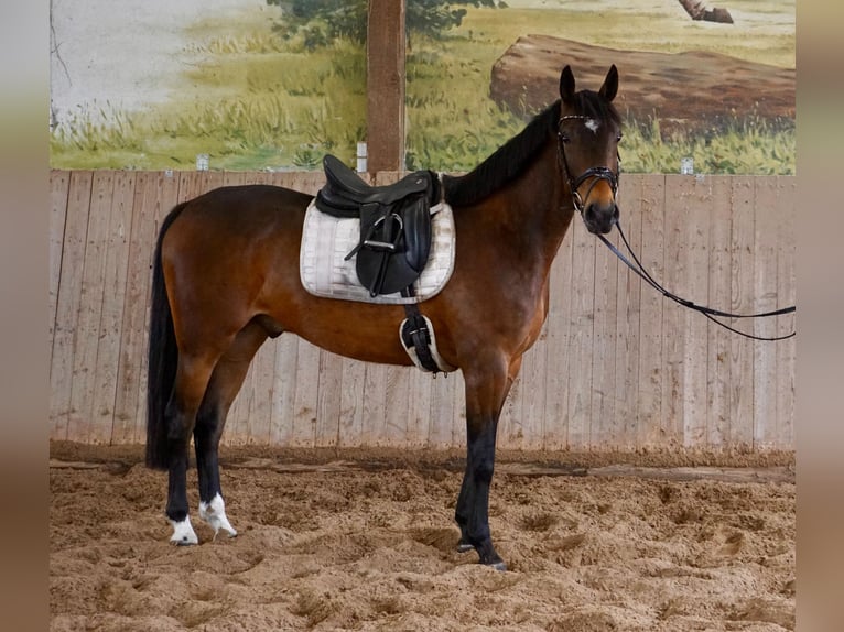 Swedish Warmblood Mix Gelding 5 years 16 hh Brown in Leipzig
