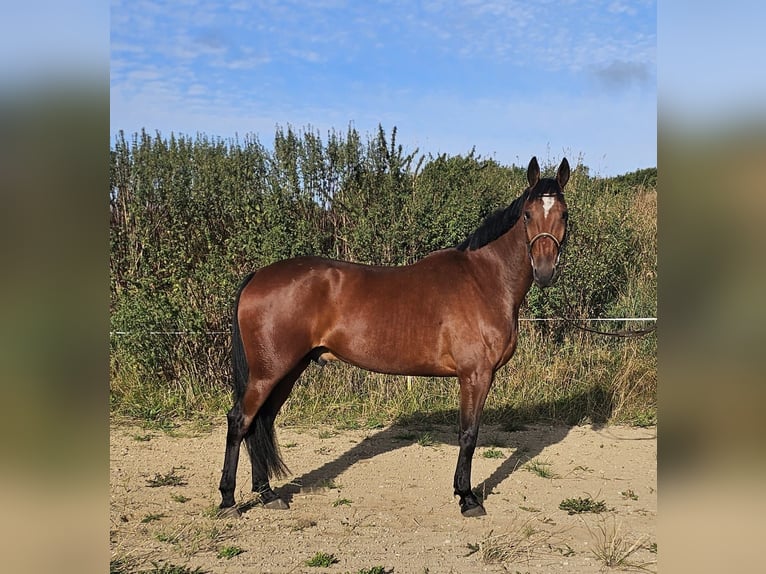 Swedish Warmblood Mix Gelding 5 years 16 hh Brown in Leipzig