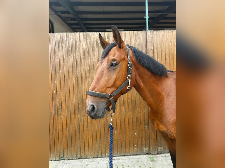 Swedish Warmblood Gelding 5 years 16,2 hh Bay in Thomasburg