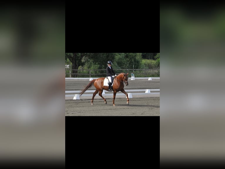 Swedish Warmblood Gelding 6 years 16,2 hh Chestnut in hålta