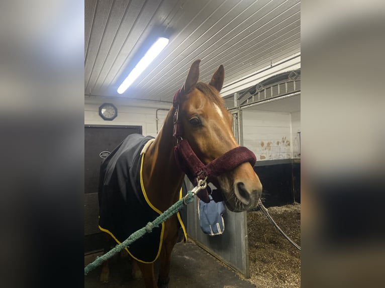 Swedish Warmblood Gelding 6 years 16,2 hh Chestnut in hålta