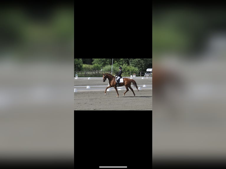 Swedish Warmblood Gelding 6 years 16,2 hh Chestnut in hålta