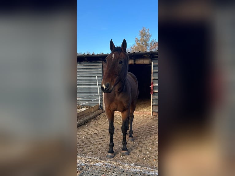 Swedish Warmblood Gelding 6 years 16 hh Brown in Marburg
