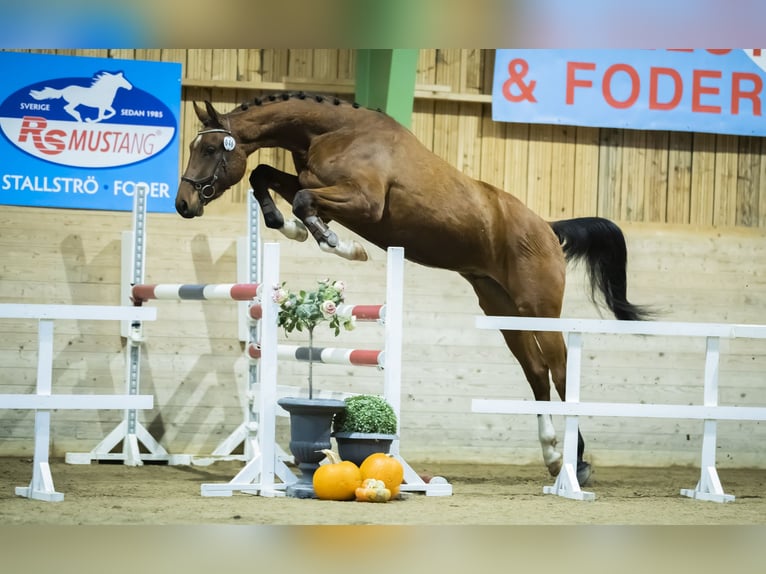 Swedish Warmblood Gelding 6 years 17 hh Bay in Garphyttan