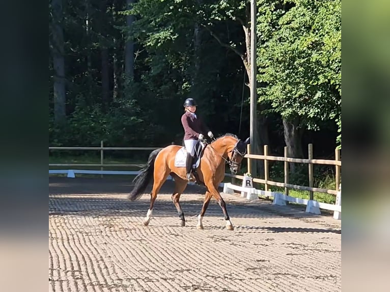 Swedish Warmblood Gelding 6 years 17 hh Bay in Garphyttan