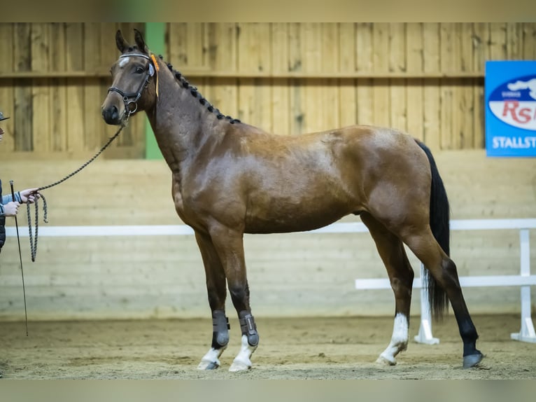 Swedish Warmblood Gelding 6 years 17 hh Bay in Garphyttan