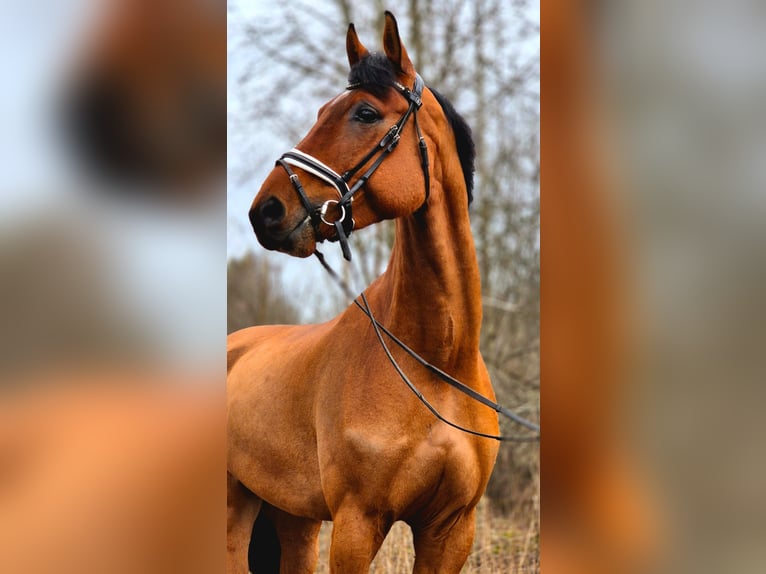 Swedish Warmblood Gelding 6 years 17 hh Bay in Garphyttan