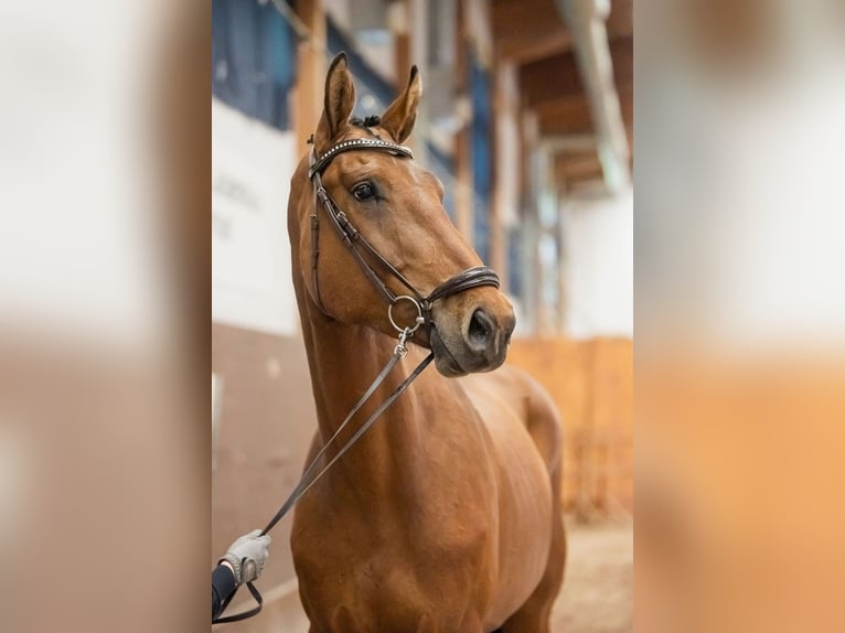 Swedish Warmblood Gelding 6 years 17,1 hh Brown in 15330 Nykvarn
