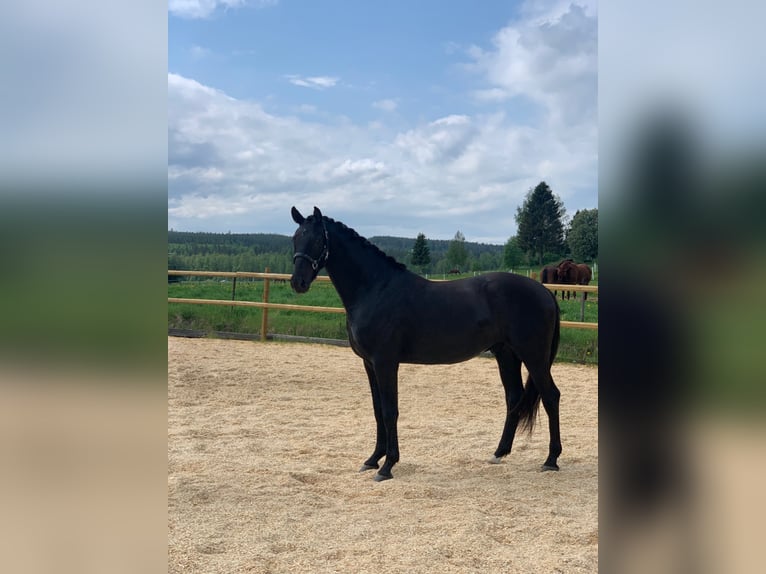 Swedish Warmblood Gelding 7 years 15,3 hh Black in Vallsta