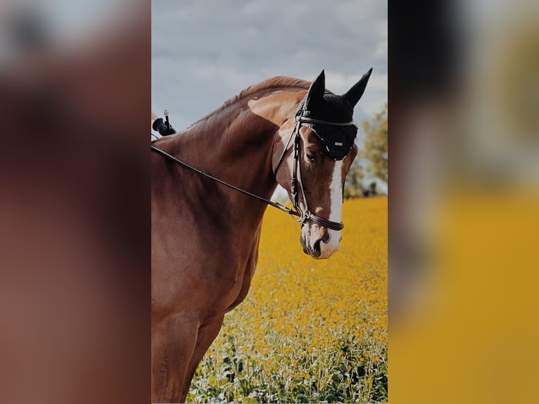 Swedish Warmblood Gelding 7 years 16,2 hh Chestnut-Red in Hagen am Teutoburger Wald