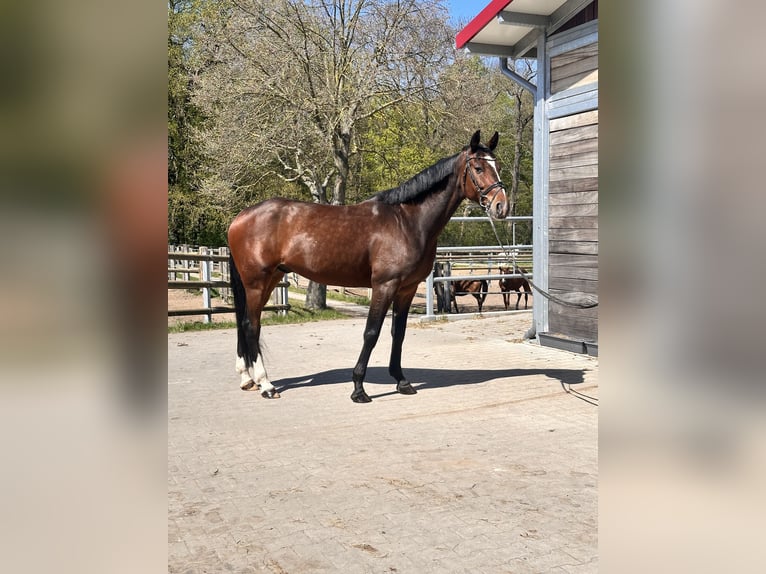 Swedish Warmblood Mix Gelding 7 years 16 hh Bay-Dark in Leipzig