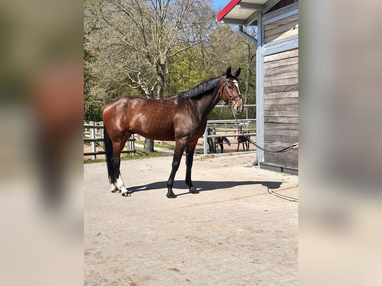 Swedish Warmblood Mix Gelding 7 years 16 hh Bay-Dark in Leipzig