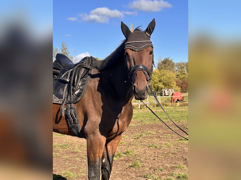 Swedish Warmblood Mix Gelding 7 years 16,1 hh Brown in Leipzig