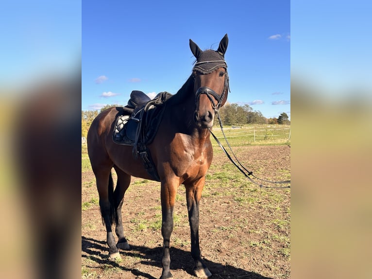 Swedish Warmblood Mix Gelding 7 years 16,1 hh Brown in Leipzig