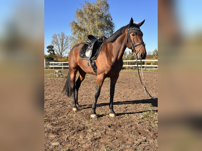 Swedish Warmblood Mix Gelding 7 years 16,1 hh Brown in Leipzig