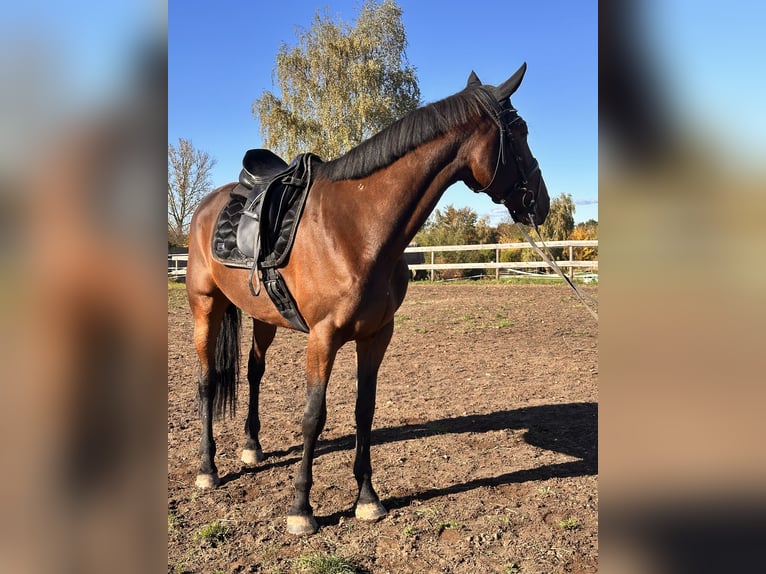 Swedish Warmblood Mix Gelding 7 years 16,1 hh Brown in Leipzig