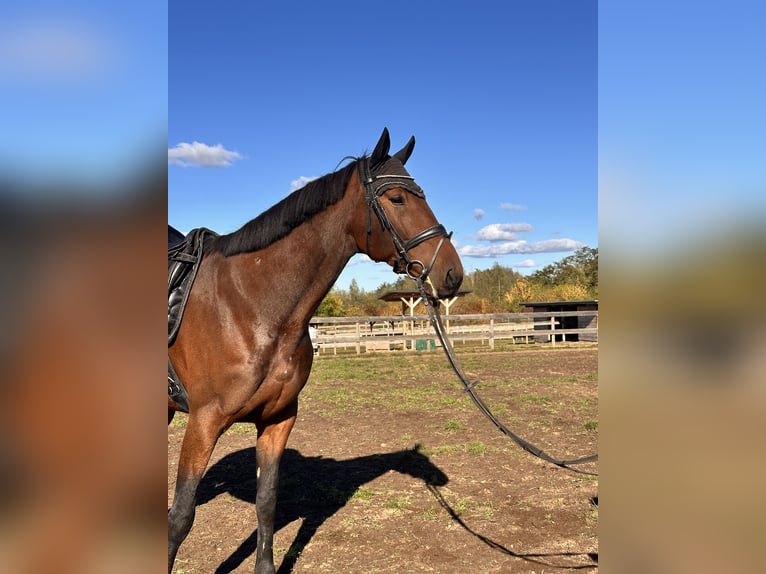 Swedish Warmblood Mix Gelding 7 years 16,1 hh Brown in Leipzig