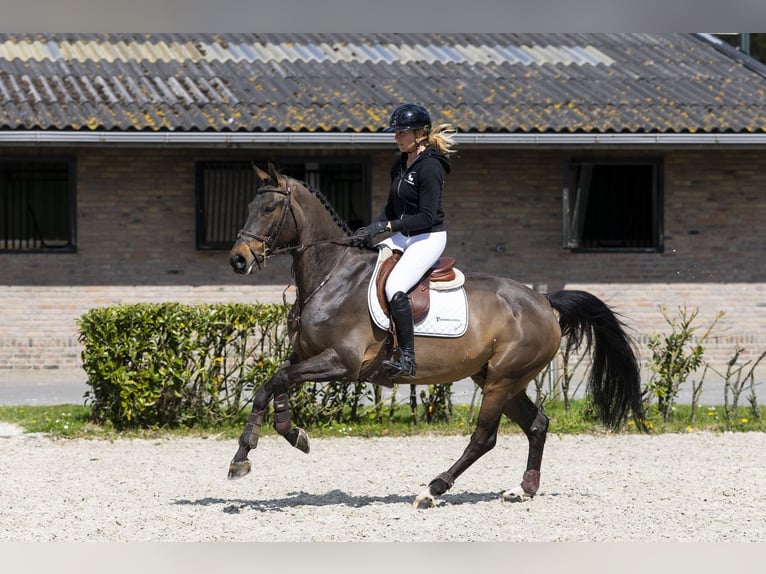 Swedish Warmblood Gelding 8 years 16.1 hh  in Waddinxveen