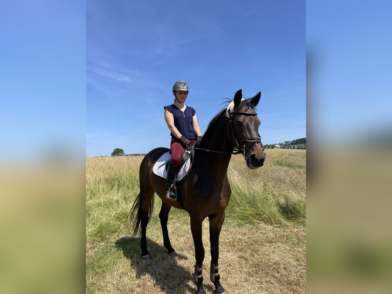 Swedish Warmblood Gelding 9 years 16,2 hh Bay-Dark in Kernen im Remstal