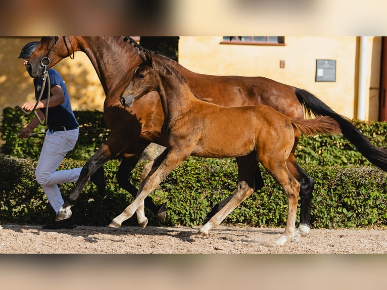 Swedish Warmblood Gelding Foal (05/2026) Chestnut-Red in Flyinge
