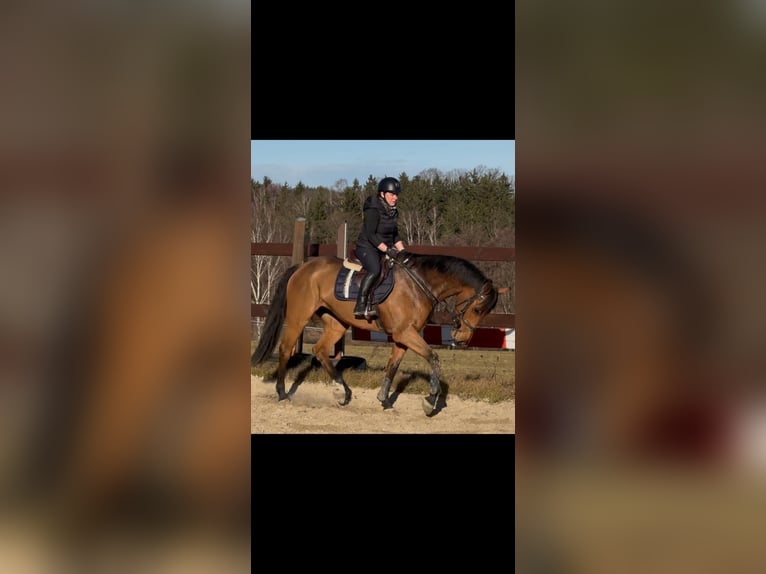 Swedish Warmblood Mare 10 years 16.2 hh Brown in Chemnitz