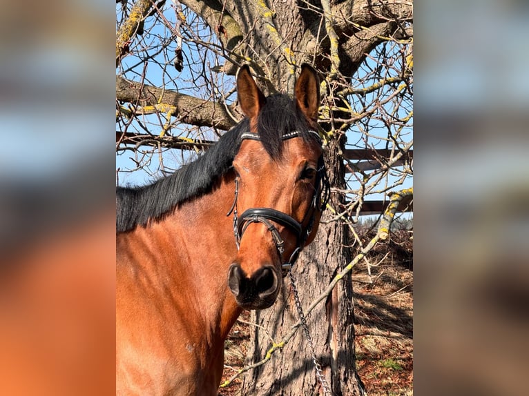 Swedish Warmblood Mare 10 years 16.2 hh Brown in Chemnitz