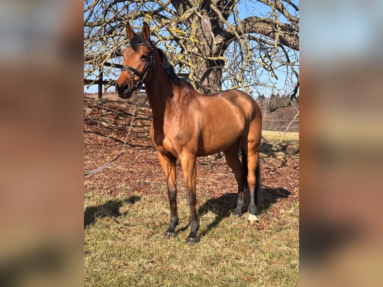 Swedish Warmblood Mare 10 years 16,2 hh Brown in Chemnitz