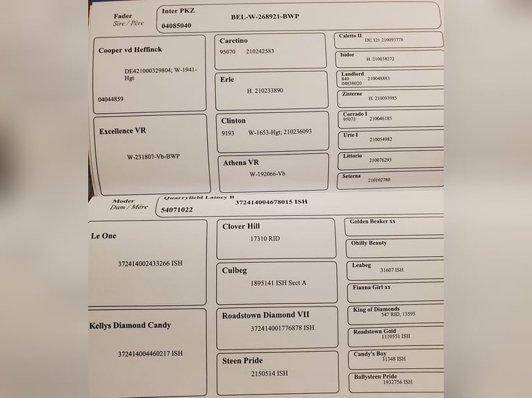 Swedish Warmblood Mare 10 years 16,2 hh Brown in Chemnitz