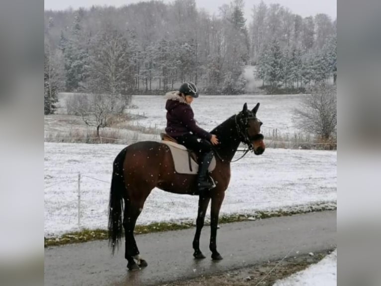 Swedish Warmblood Mare 11 years 16 hh Bay-Dark in Weilheim in Oberbayern