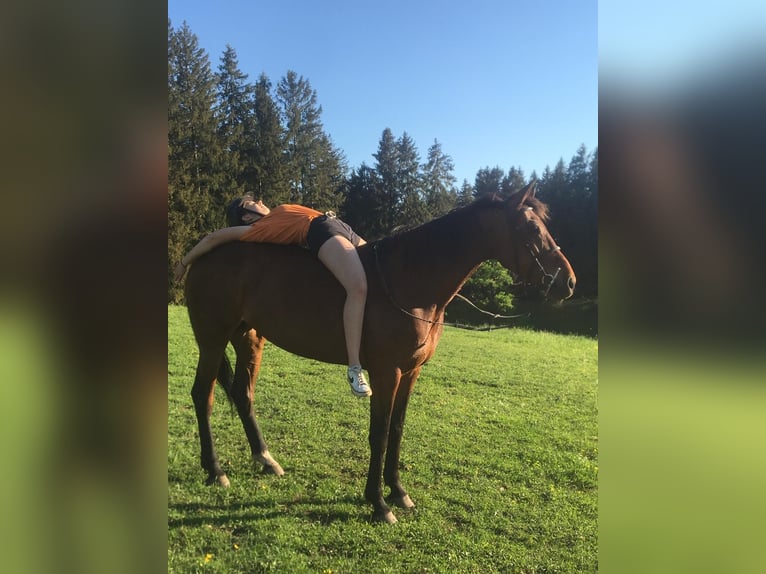 Swedish Warmblood Mare 11 years 16 hh Bay-Dark in Weilheim in Oberbayern